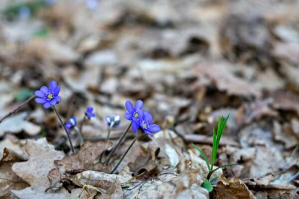 Синоптики знову прогнозують похолодання в Україні