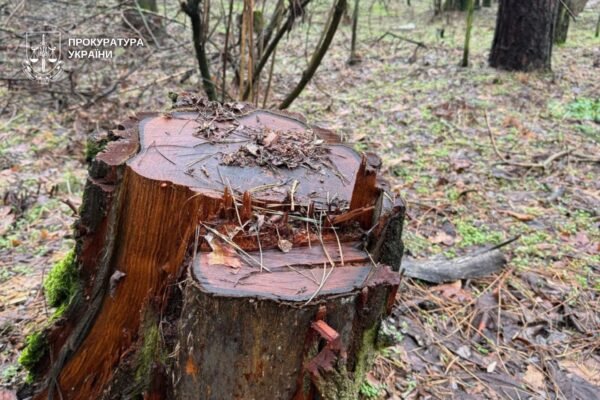 На Дніпропетровщині вирубали лісів на 22 мільйони збитків