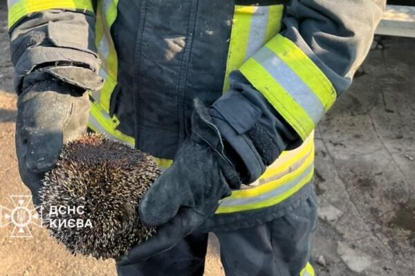 Пожежі в Києві: вогонь дістався кладовищ і покалічив маленького їжака