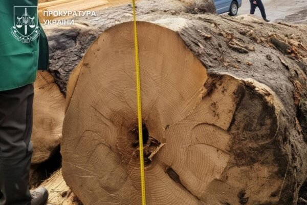 На Буковині майстер лісу допустив незаконну рубку на 27 млн грн