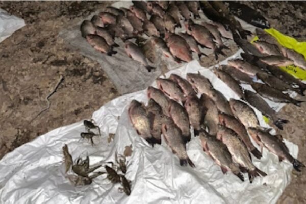 Від ляшів до щук: На Дніпропетровщині браконьєр натягав риби на 150 тисяч гривень