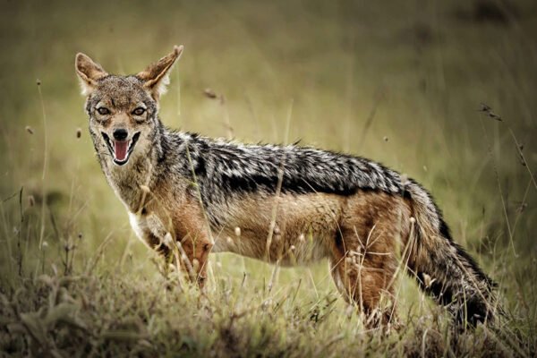 На Дніпропетровщині шакали підходять до околиць міст (ВІДЕО)