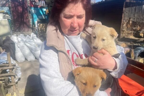 У Дніпрі врятували цуценят, які блукали по рейках на залізничній станції (ВІДЕО)