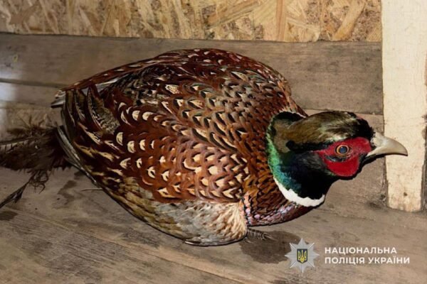 На Дніпропетровщині рятують диких птахів, які потрапляють у антидронові сітки (ФОТО)