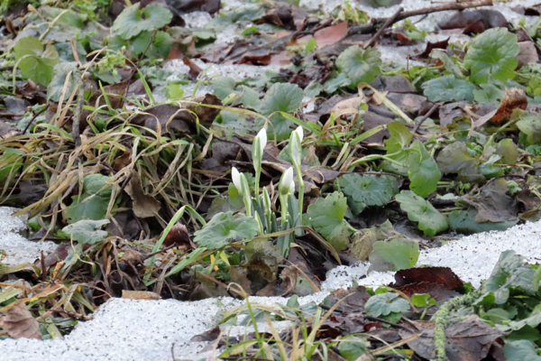 На Черкащині зʼявилися перші підсніжники