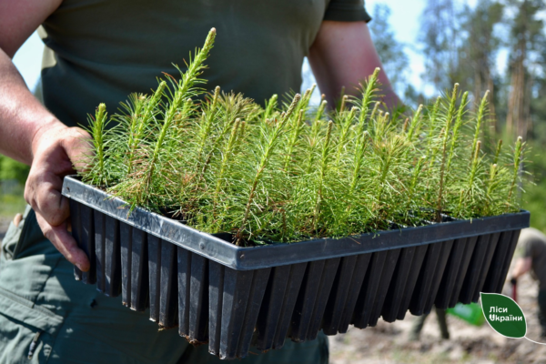 На Черкащині цієї весни відновлять понад 620 гектарів лісу