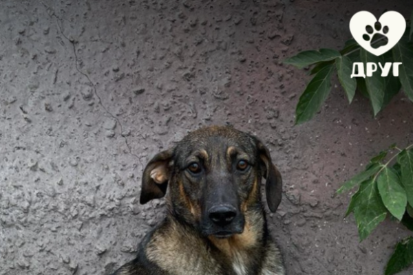 У Черкасах на вулиці можуть опинитися понад 100 тварин, вже 2 собак відпустили: зоозахисники б’ють на сполох