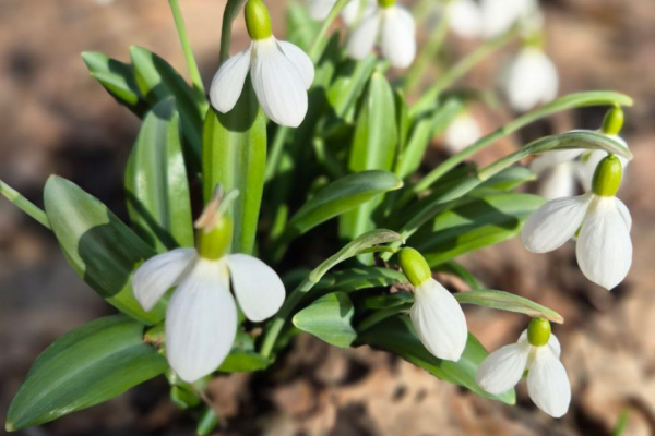 У Холодному Яру відкрили локацію для відвідування підсніжників під час акції «Первоцвіт»