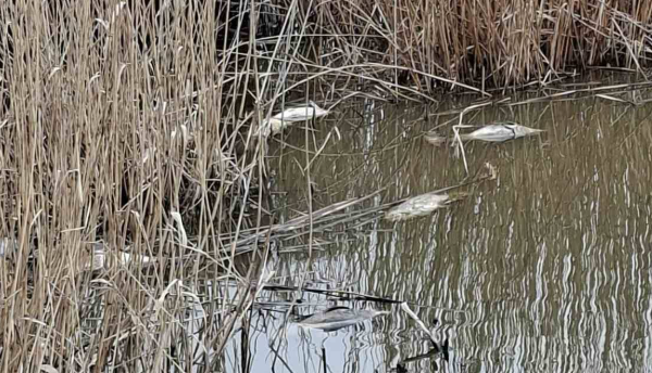 У ставку на Черкащині фіксують задуху риби: екологи з’ясовують причину (ФОТО)