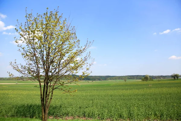 На Уманщині у комунальну власність повернули 1,6 га незаконно отриманої землі