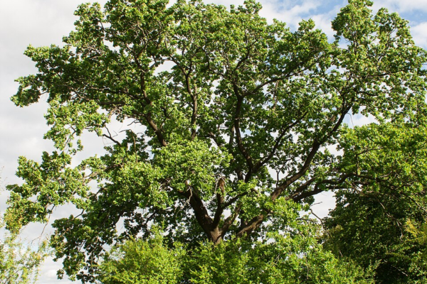 «Віковий дуб» на Черкащині нарешті отримає офіційно визначені межі як пам’ятка природи