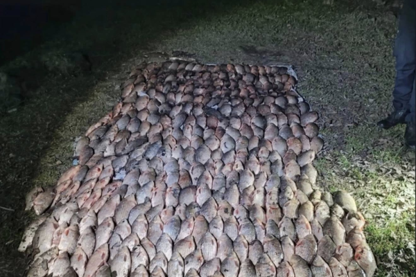 На Черкащині затримали порушницю, яка виловила понад 300 карасів забороненими сітками