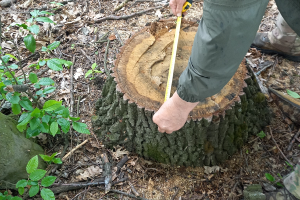Міськрада на Черкащині заплатила понад 1 млн грн за незаконну вирубку — винних не встановили