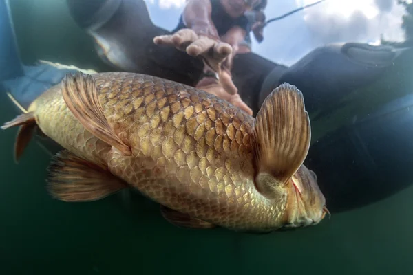 До літа: На Черкащині заборонили ловити рибу та раків