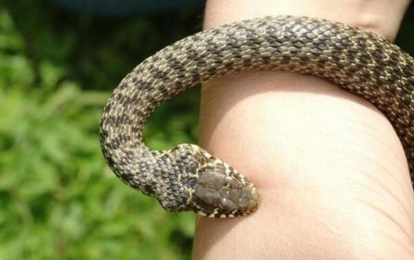 Дніпропетровщина серед лідерів в Україні за кількістю постраждалих від укусів змій