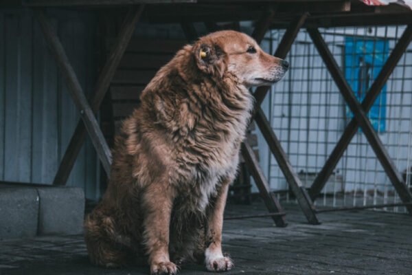 У Бучанському районі поліція відкрила справу через жорстоке поводження з твариною