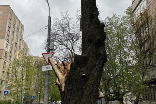У столиці через негоду зламався 150-річний каштан Іващенка (ФОТО)