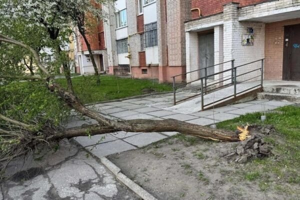 Деревопад у Львові: Комунальники працюють над ліквідацією наслідків буревію (ФОТО)