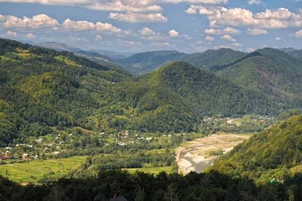 Третина мільярда збитків: У заповідних лісах Прикарпаття викрили масштабні рубки цінних дерев