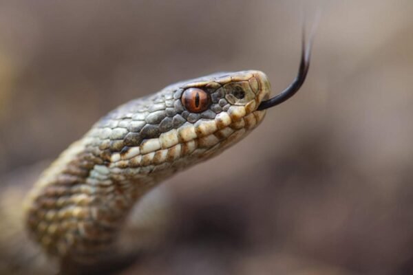 На Львівщині жінку вкусила змія: Жінка в реанімації