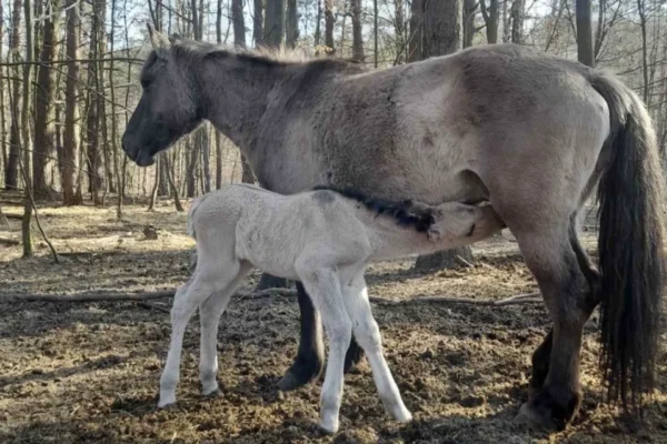 На Великдень у нацпарку на Львівщині народилося лошатко червонокнижних тарпанів (ФОТО)