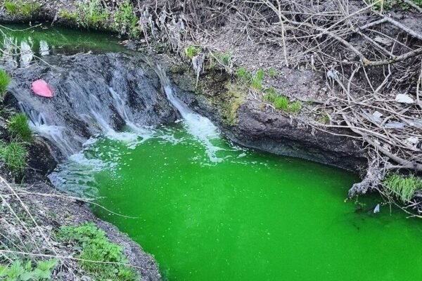 Фахівці перевірили річку Зубра у Львові, яка раптом позеленіла