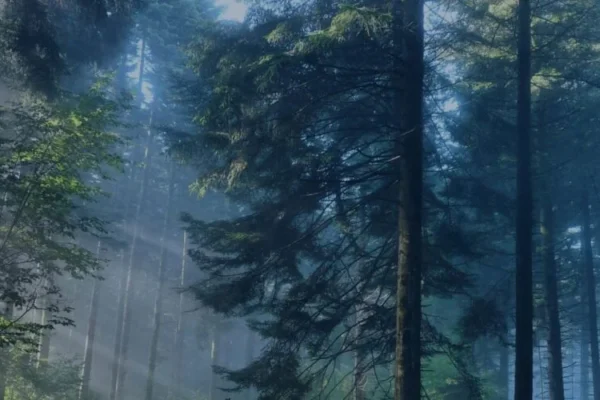 Нацпарк на Прикарпатті сплатить майже 1 млн грн збитків через незаконні рубки цінних дерев