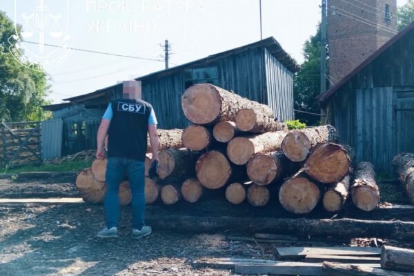 Зрубали 623 дерева на 4 млн грн: На Тернопільщині судитимуть майстра лісу та підприємця