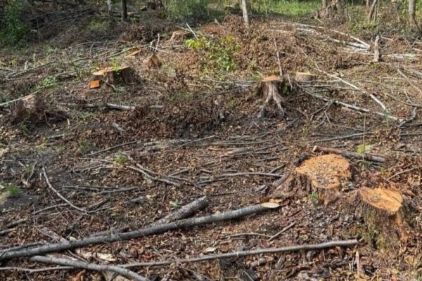 19 тисяч знищених дерев на 103 млн грн: На Львівщині викрили масштабну вирубку лісу
