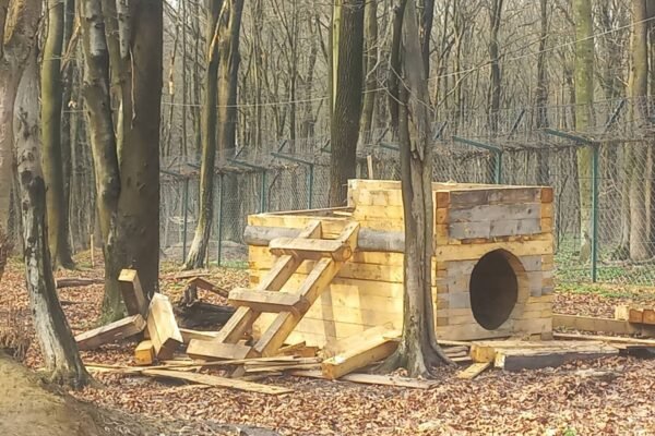 У Галицькому нацпарку ведмеді прокинулися після зими у грайливому настрої і… зламали свою хатинку