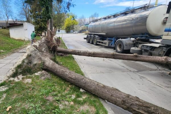 У Львові сильний вітер вирвав з корінням понад 10 дерев (ФОТО)