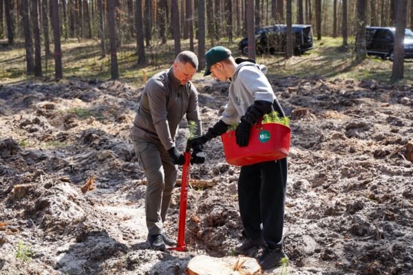 На Київщині висадили новий ліс на розмінованих ділянках (ФОТО)