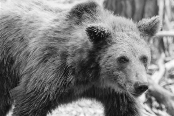 На Львівщині у притулку «Домажир» через пухлину помер ведмідь Тобі