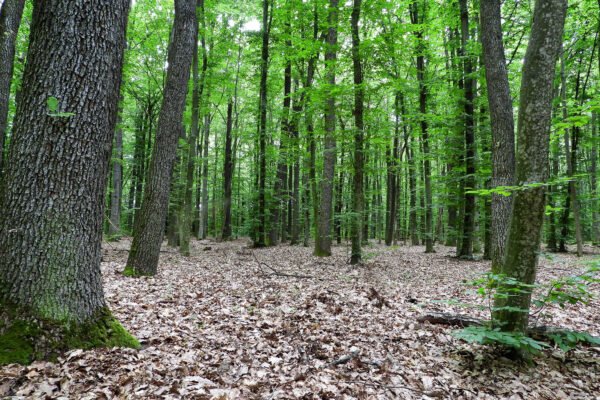 У Фастівському районі державі повернули 5 гектарів лісу вартістю 10 млн грн