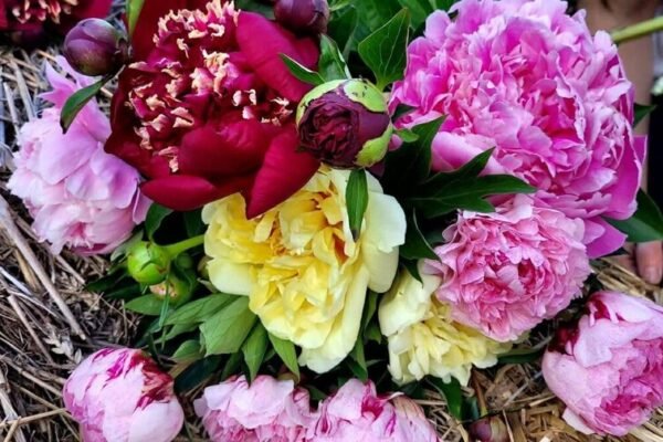 У Львові відбудеться виставка півоній: Виручені кошти спрямують на підтримку ЗСУ