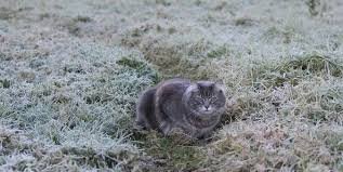 Холодні погода в Україні найближчим часом зберігатиметься