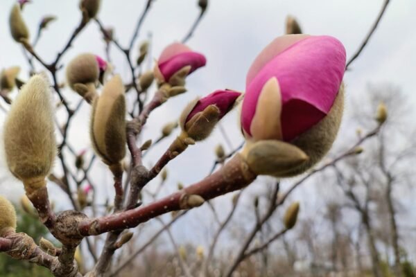 У столиці розпочався період цвітіння сакур і магнолій (ФОТО)