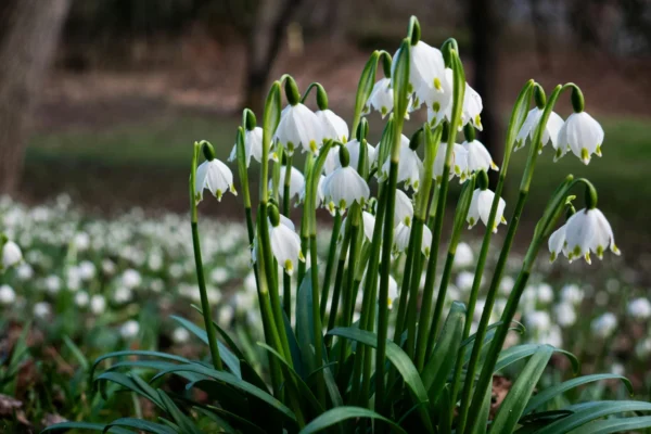 На Львівщині створять нову охоронну зону для збереження білоцвіту весняного
