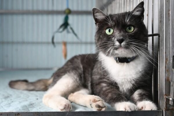 У Львові в тестовому режимі запрацював Банк крові для котів