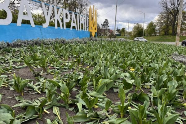 У двох районах Києва невідомі знищили клумби з тюльпанами (ФОТО)