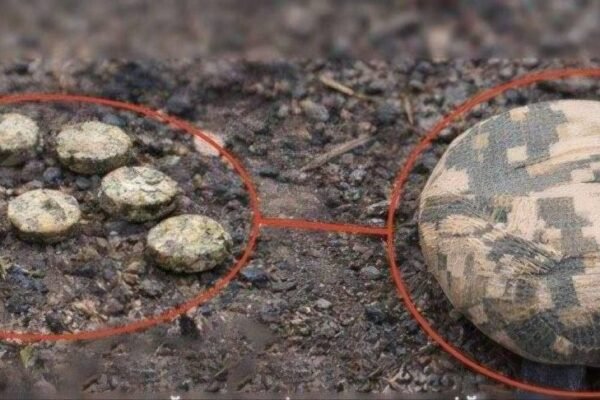 У Херсоні помітили нові протипіхотні міни