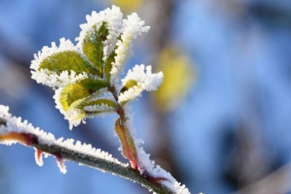 Найхолодніша ніч за всю історію спостережень: У Львові зафіксували черговий температурний рекорд