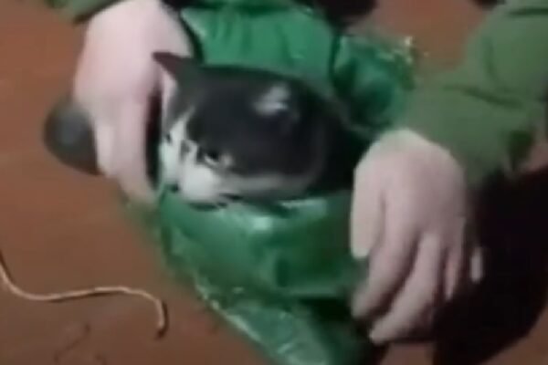 Українські захисники евакуювали з позицій кота та собаку (ВІДЕО)