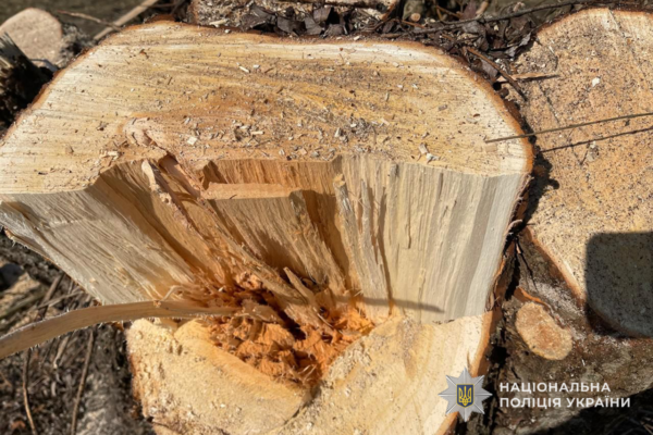 На Тернопільщині селищний голова організував незаконну порубку дерев на території ландшафтного парку