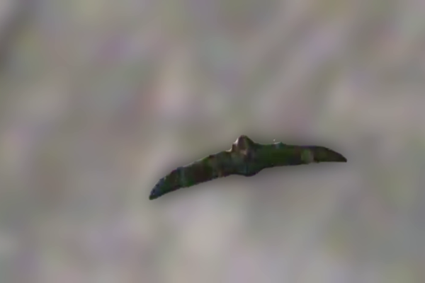 Прикордонники знищили новітній дрон росіян та ще сотню безпілотників