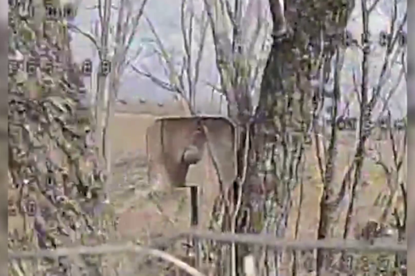 Росіяни намагалися штурмувати позиції Сил оборони на Сумщині. Їм завадили прикордонники