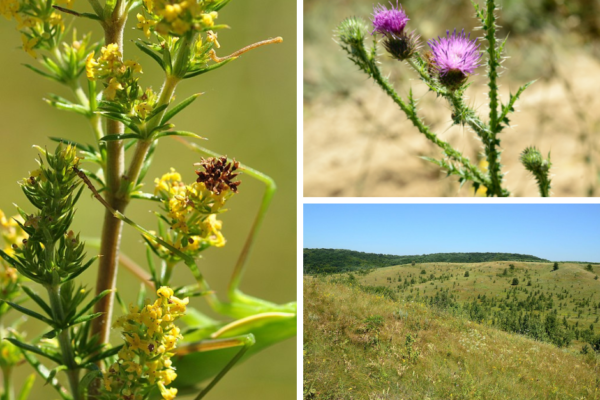 Майже 50 гектарів без захисту: На Черкащині суд зобов’язав громаду належно оформити заказник “Медова долина”