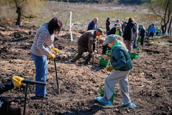На Черкащині заклали новий гай із дубів, ясенів і ялини: Вже висадили понад 2 тис. сіянців