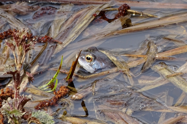 Молочно-блакитні жаби та довгі стрічки ікри: Як проходить весна у водоймах Холодного Яру (ФОТО)