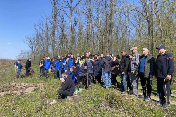 Висадили 7 700 дубів за один день: Як на Черкащині з’являється новий ліс (ФОТО)
